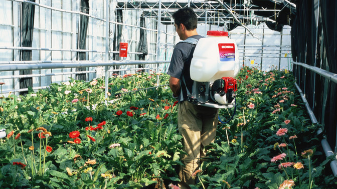 Backpack sprayer being used by model, greenhouse location.