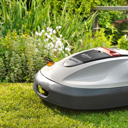 Close up of Miimo, garden location.