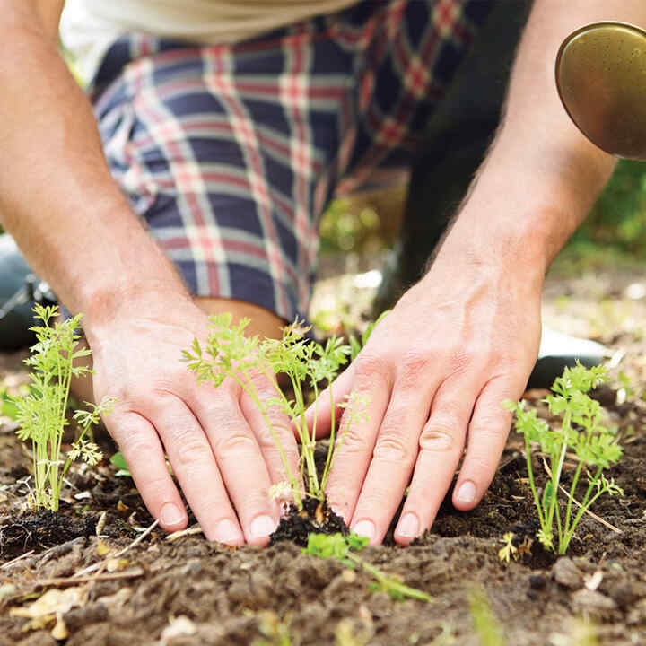 Close up of hands planting in the soil.