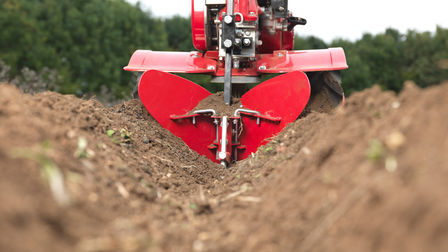 Close up of ridger, garden location.